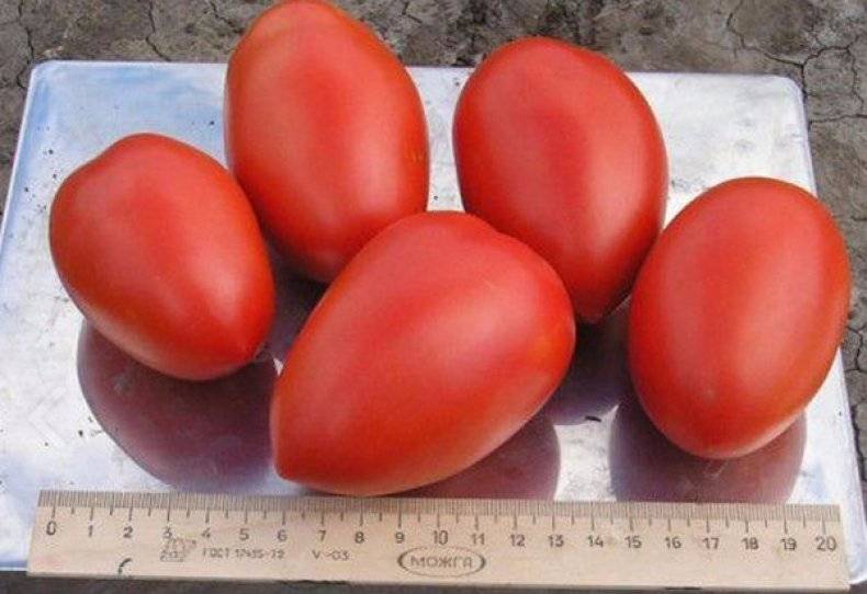 Томаты рио фуего описание. описание томата рио фуего: характеристика и выращивание сорта
