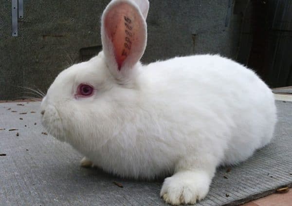 Сколько лет живут домашние декоративные кролики