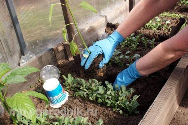Как выращивать перцы в подмосковье: особенности и правила выращивания