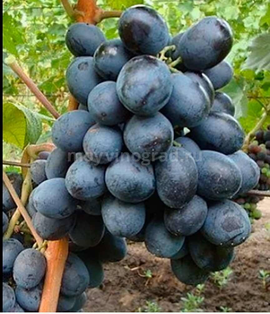 Описание и характеристики винограда сорта Руслан, его достоинства и недостатки