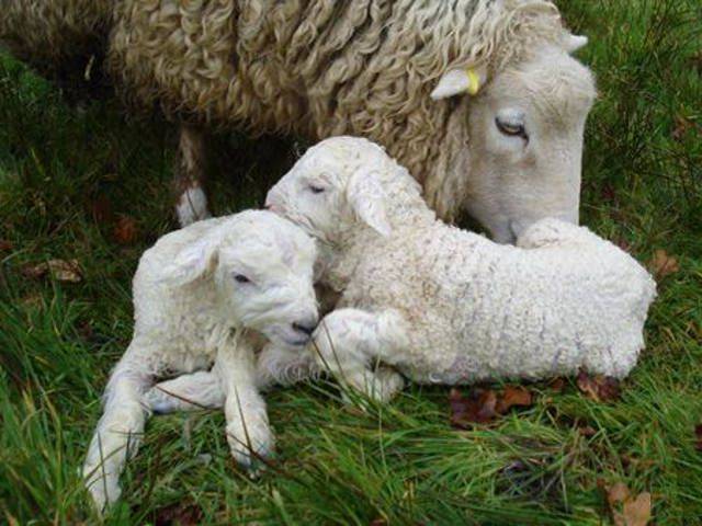 Случка и окот у овец, определение беременности