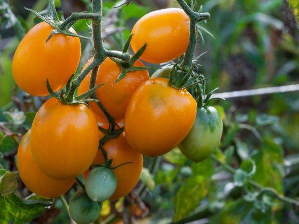 Медовый салют — описание сорта томатов и особенности выращивания