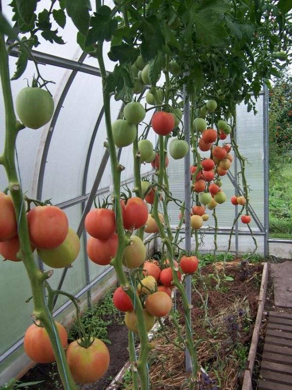Выращивание томата пинк парадайз