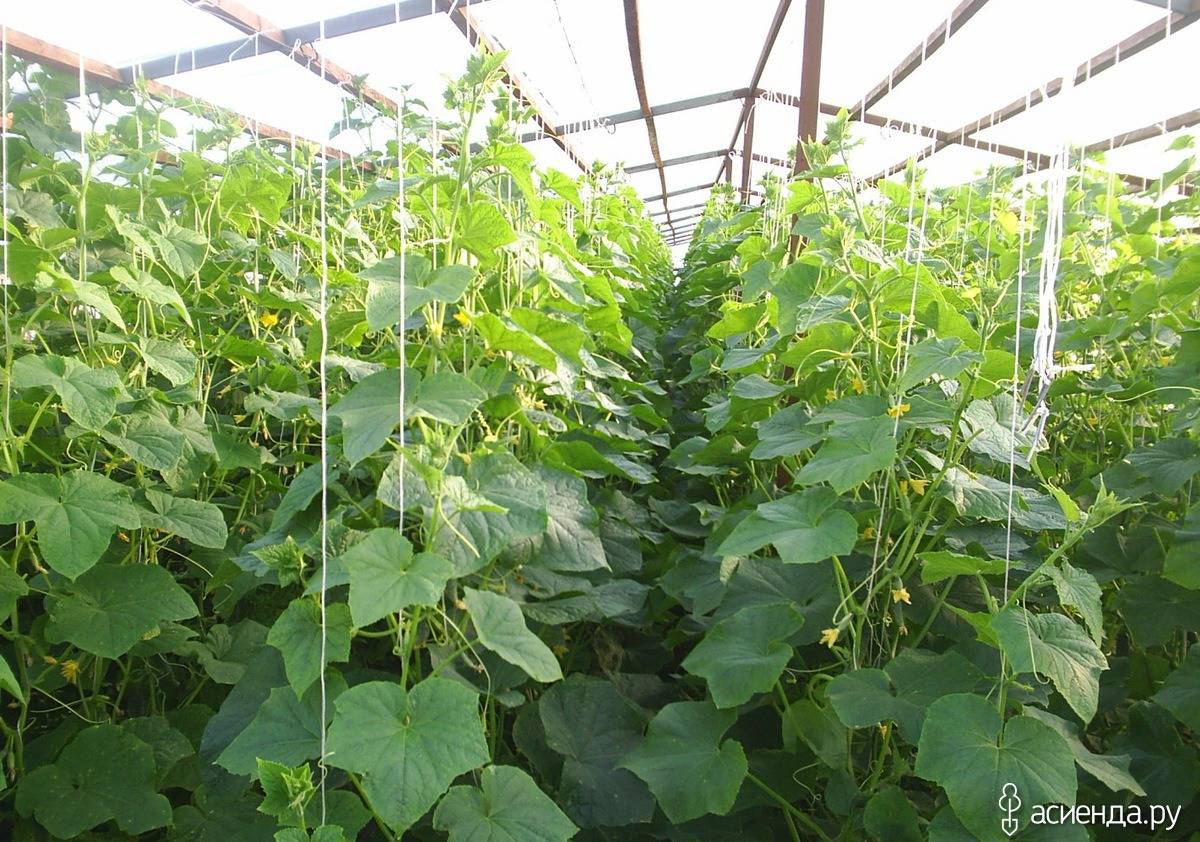 Выращивание огурцов в теплице – советы специалистов для высокого урожая