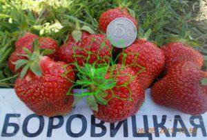 Описание сорта клубники полька – сладкие ягоды с карамельным привкусом
