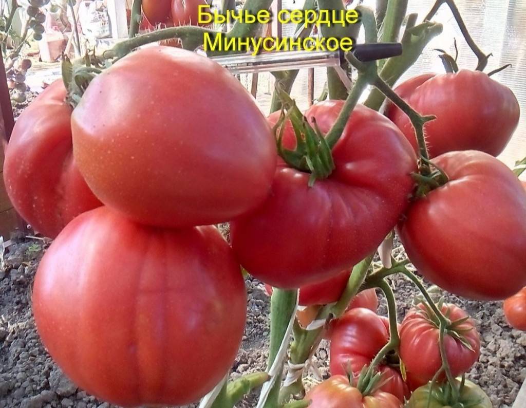 Лучшие и самые урожайные сорта помидоров для Сибири в теплице