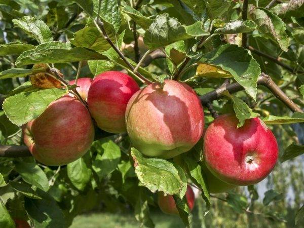 Описание яблони сорта веньяминовское, посадка и уход