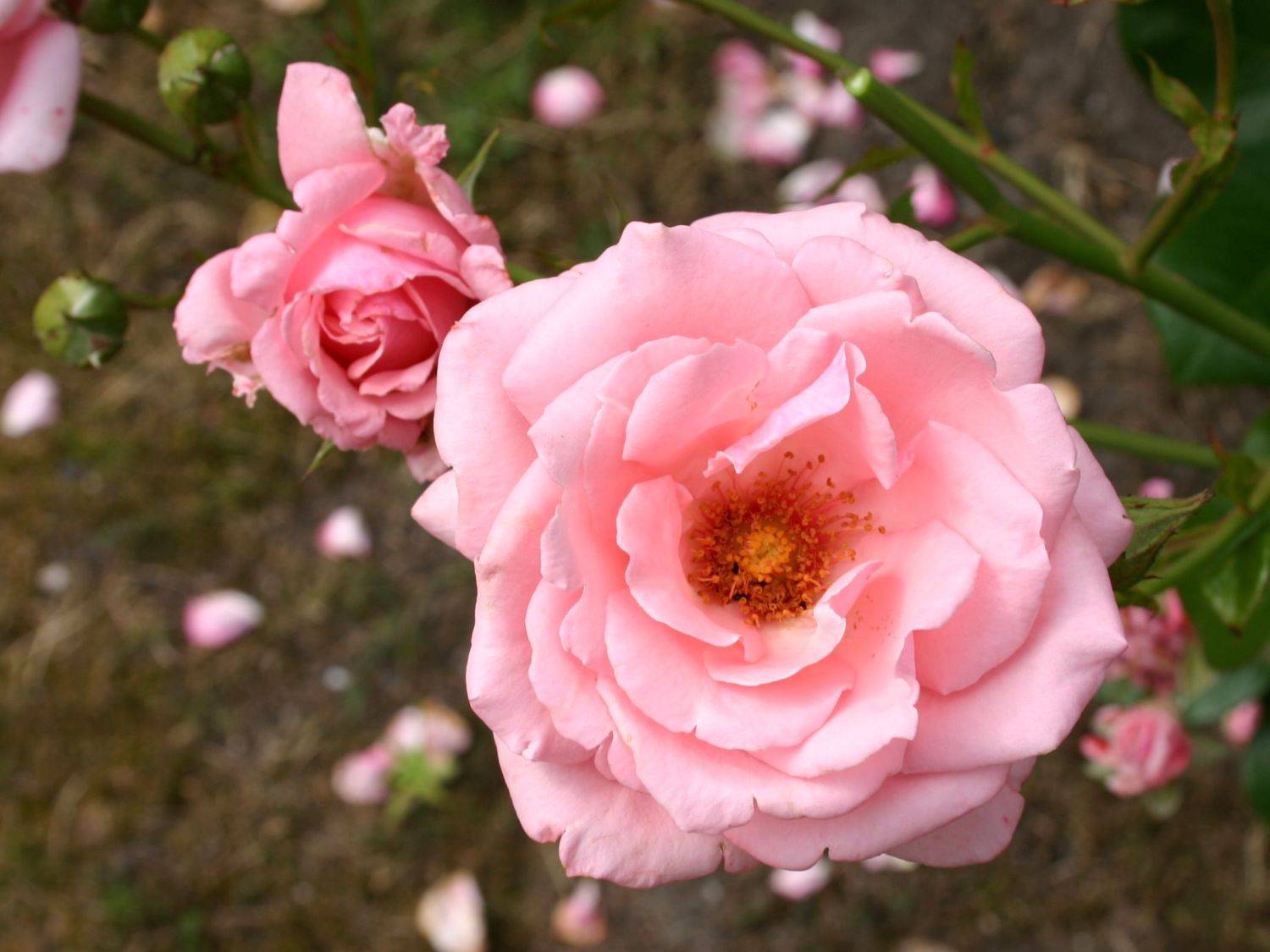 Роза полька (polka) — особенности популярного цветка
