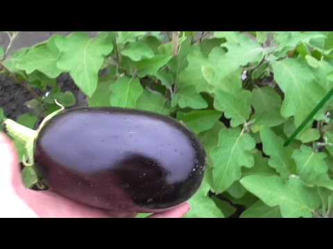 Баклажан клоринда: описание и характеристика сорта, урожайность с фото