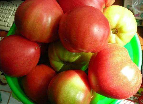 Крупноплодный деликатесный сорт томата «малиновый рай»: фото, отзывы, описание, характеристика, урожайность