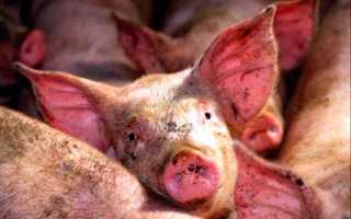 Причины дизентерии у свиней и методы лечения