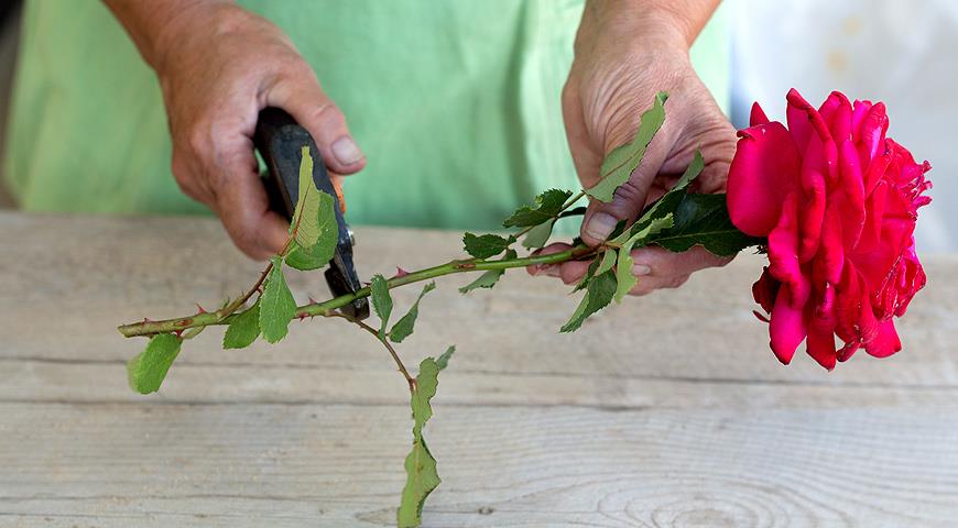 Три способа размножения хризантем