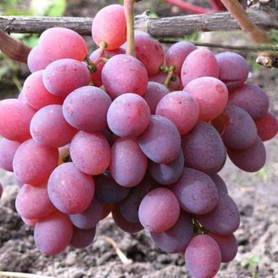 Виноград розмус: описание сорта и характеристики, правила посадки и ухода