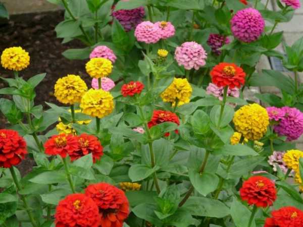 Цветы «циния» для сада: сорта с фото и описанием, посадка и уход