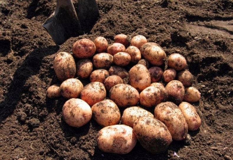 Картофель журавинка – описание сорта и особенности разведения