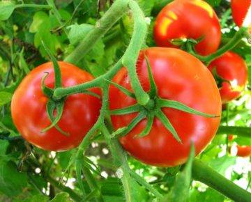 Сорт помидор «красная гвардия» f1: описание и нюансы выращивания