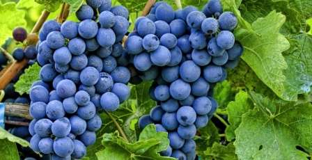 Описание винограда сорта кишмиш лучистый, особенности посадки и выращивания