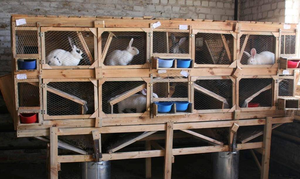 Разведение кроликов на мясо: советы начинающим фермерам