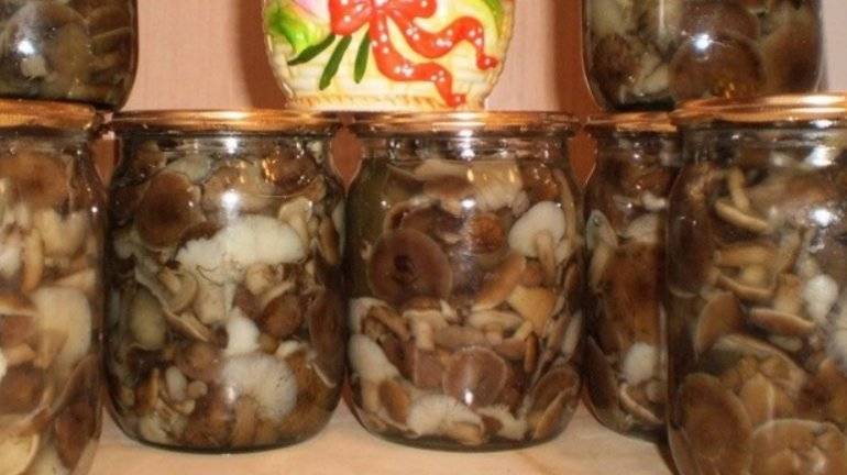 Как правильно мариновать грибы в домашних условиях на зиму в банках с уксусом, луком, без стерилизации. рецепт маринования дунек и белых