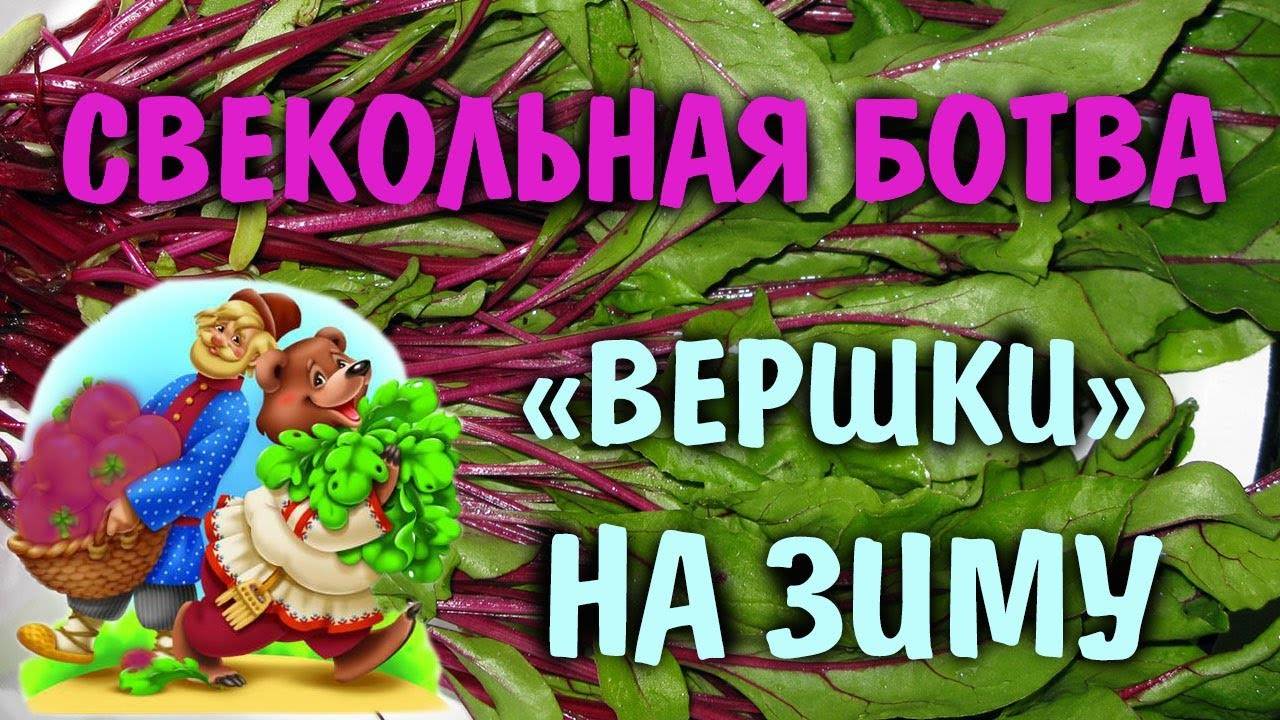 Морковная ботва: лечебные свойства, противопоказания, лекарственные, косметические и кулинарные рецепты
