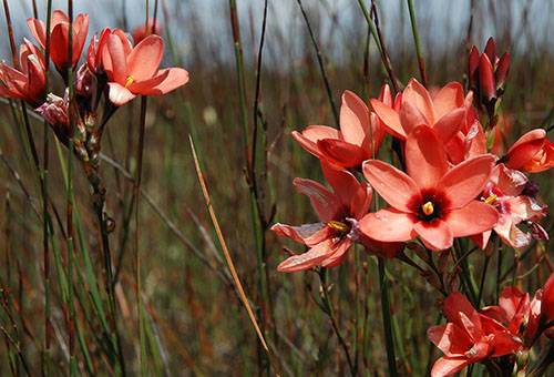 Иксия: фото цветка, 8 видов и сорта, посадка и уход в открытом грунте