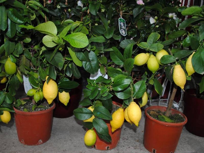 Самые опасные болезни лимона в домашних условиях