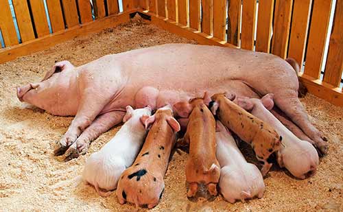 Как понять, что свинья беременна, и как долго длится ее беременность?