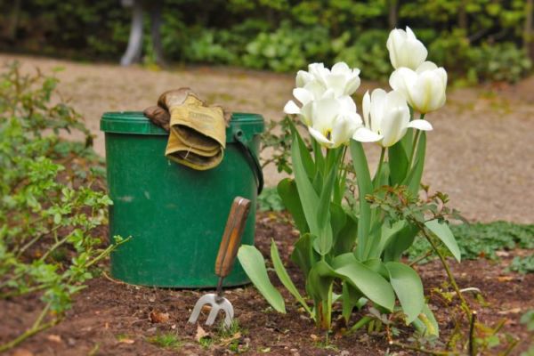 Когда выкапывать тюльпаны после цветения и как их хранить до посадки