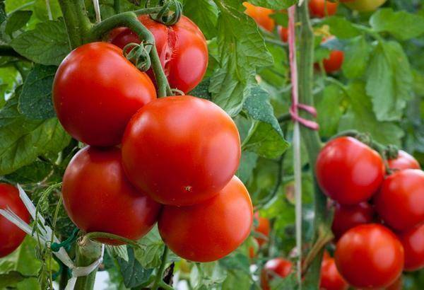 Почему могут трескаться помидоры в теплице при созревании