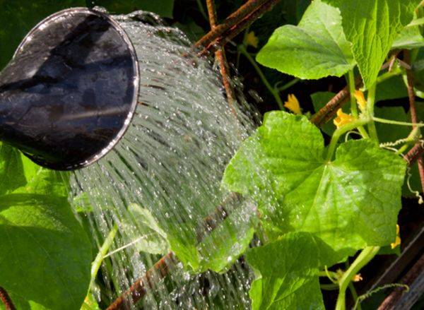 Как часто поливать огурцы в открытом грунте летом для богатого урожая