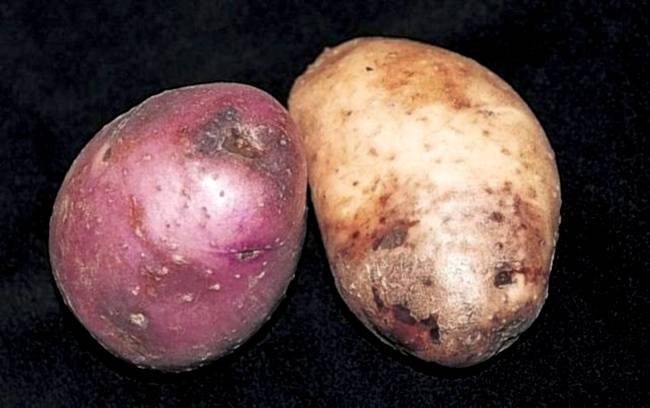Как бороться с фитофторой на картофеле, описание и лечение болезни