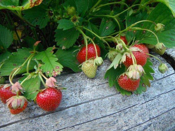 Клубника выращивание и уход в открытом грунте крупной и здоровой ягоды