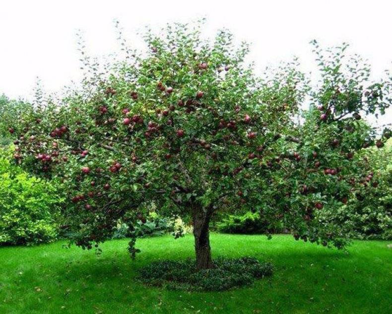Яблоня звездочка — зимний сорт, дающий до 240 кг плодов, которые хранятся 200 дней