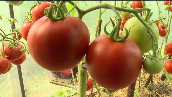 Вкусный великан на вашем огороде — томат «исполин малиновый»: описание сорта, его особенности и способы выращивания