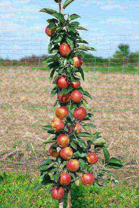 Колонновидная яблоня «васюган»: описание сорта, фото и отзывы
