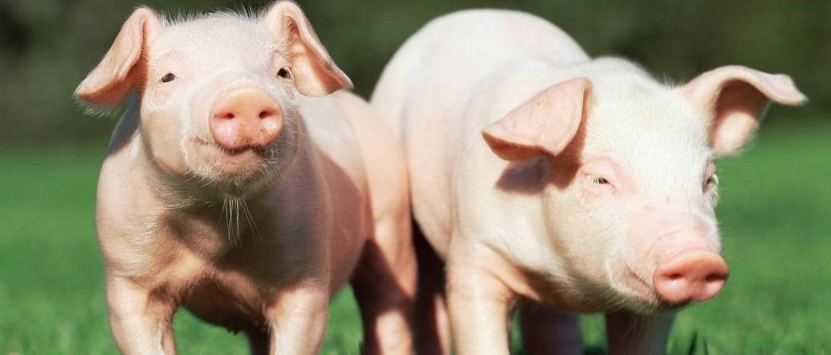 Какая температура у свиней считается нормальной?
