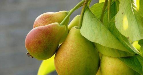 5 проверенных способов "заставить" грушу быстрее плодоносить