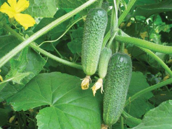 Помидоры примадонна f1: описание и особенности выращивания гибридного сорта