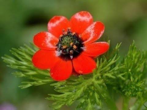 Однолетние цветы: правила создания красивого цветника