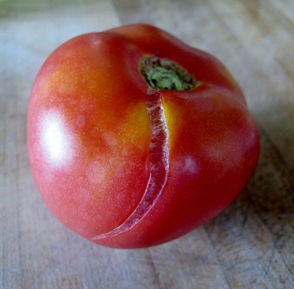 Почему трескаются помидоры, как этого избежать?