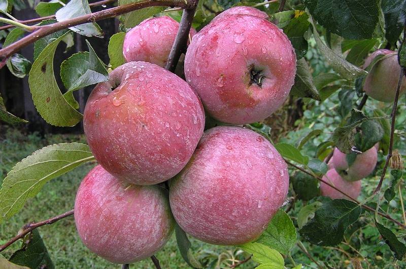 Яблоня яблочный спас: особенности сорта и ухода