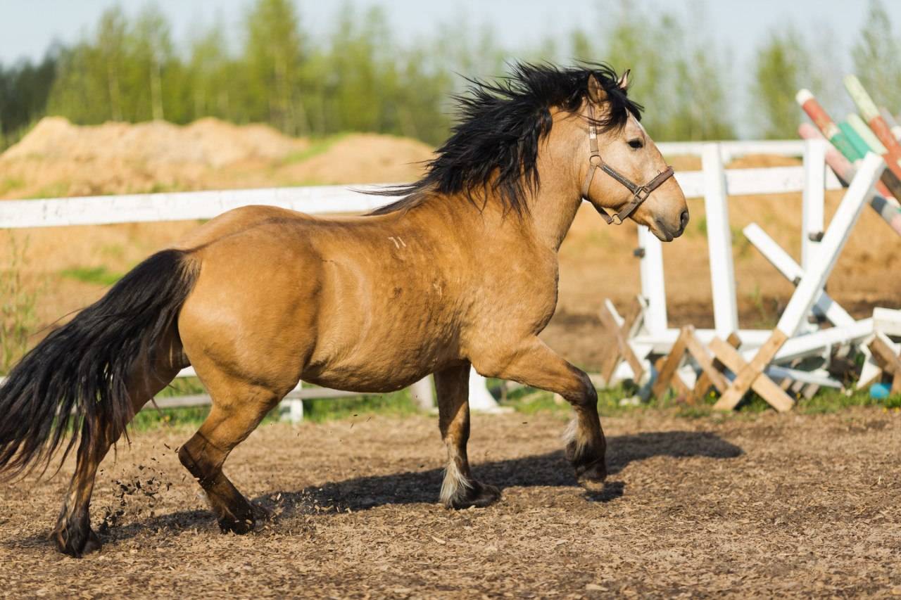 Голландская теплокровная лошадь: описание породы, использование, разведение, содержание и уход