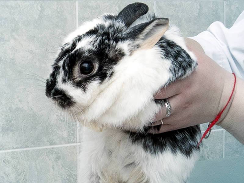 Лишай у кролика лечение в домашних условиях