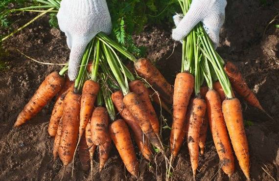 Когда убирать морковь с грядки на хранение на урале?