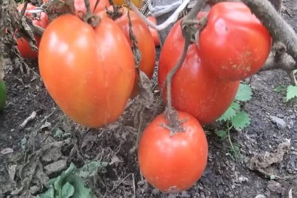 Коллекция семян редких сортов томатов от Валентины Редько
