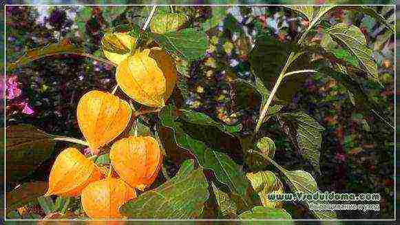 Выращивание лимонной мяты (мелиссы) в открытом грунте