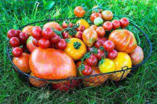 Алешка f1: описание, достоинства томата, отзывы огородников