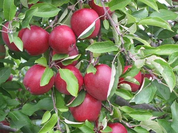 Яблоня глостер: фото и описание сорта, особенности посадки и ухода, отзывы садоводов