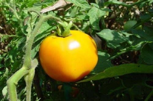 Новые лучшие сорта томатов на 2020 по вкусовым качествам: характеристика и описание сортов