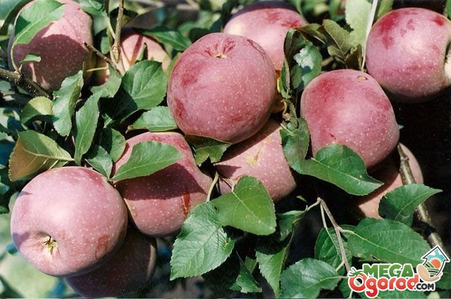 Иммунные к парше сорта яблони селекции северо-кавказского зонального нии садоводства и виноградарства (г.краснодар).